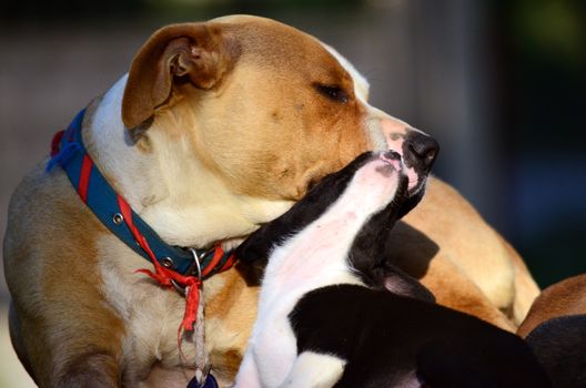 Picture of a Cute amstaff puppies