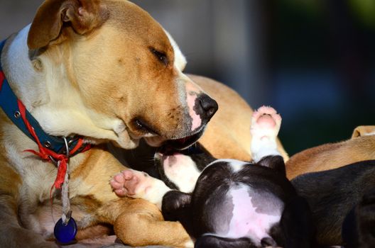Picture of a Cute amstaff puppies