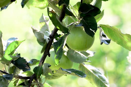 picture of Apples in orchard. Agriculture concept