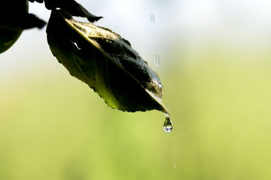 Picture of a waterdrops on a leaves in the morning