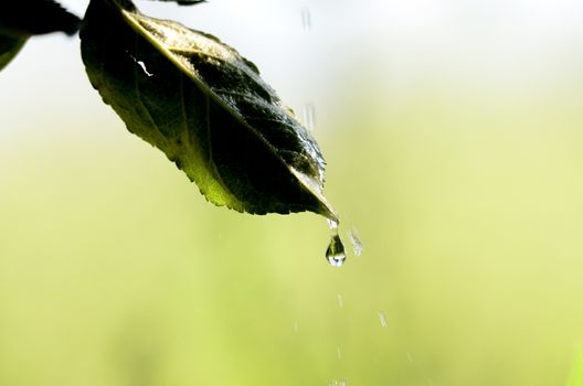 Picture of a waterdrops on a leaves in the morning