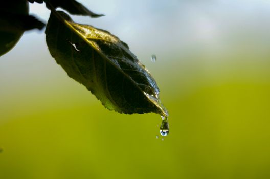 Picture of a waterdrops on a leaves in the morning