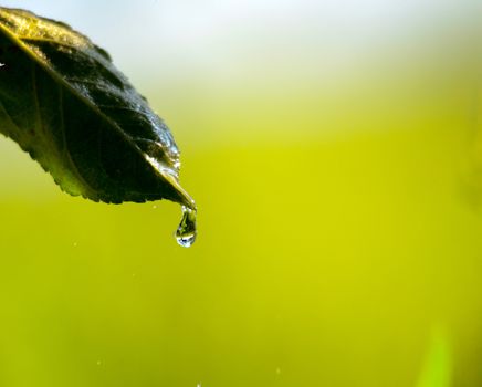 Picture of a waterdrops on a leaves in the morning