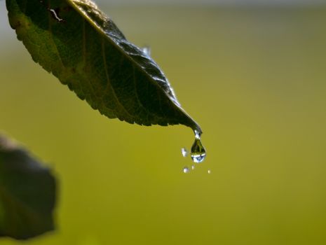 Picture of a waterdrops on a leaves in the morning