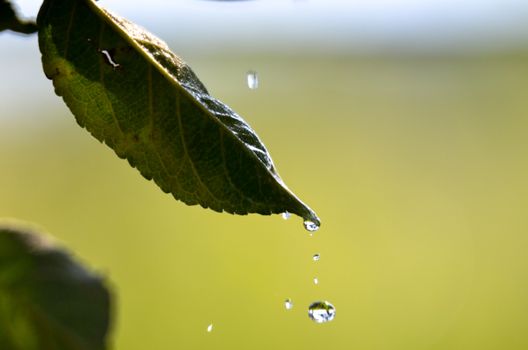 Picture of a waterdrops on a leaves in the morning