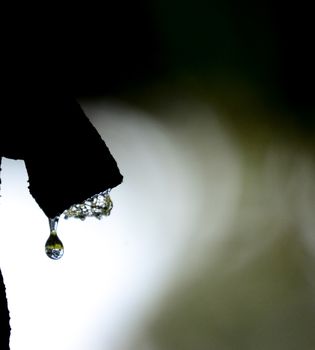 Picture of a waterdrops on a leaves in the morning