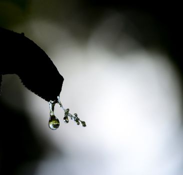 Picture of a waterdrops on a leaves in the morning