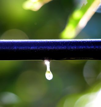 Picture of a waterdrops on a leaves in the morning