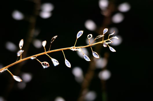 Picture of a waterdrops on a leaves in the morning