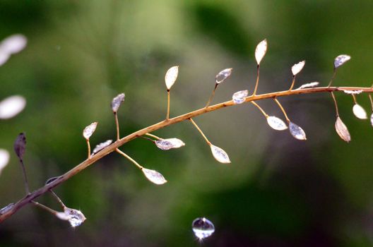 Picture of a waterdrops on a leaves in the morning