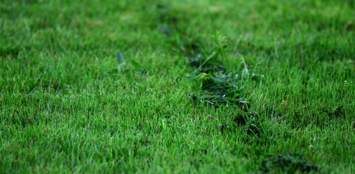 Picture of a fresh moved grass. Background image. 