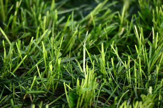 Picture of a fresh moved grass. Background image. 