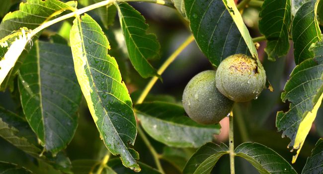 picture of a Walnuts on a tree after rain