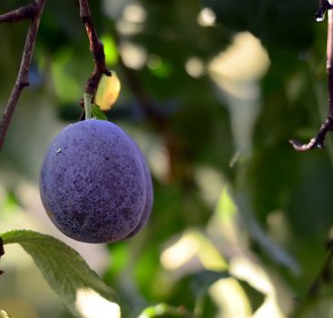 Picture of a Blue plum after the rain