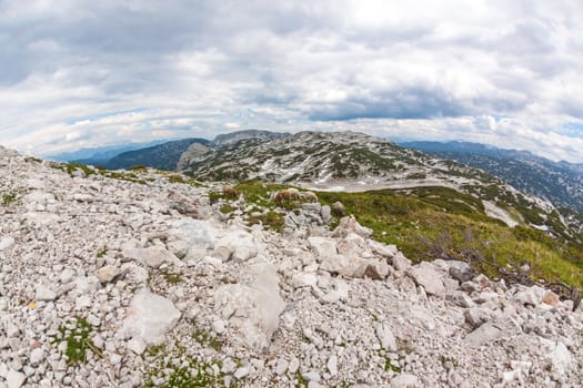 View of the landscape of the Dachstein mountains with sheep