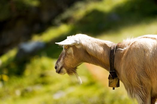 Detail of a mountain goat on a green pasture in summer. Trentino Alto Adige, Italy