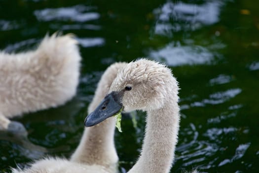 Beautiful young mute swan is eating the algae in the lake