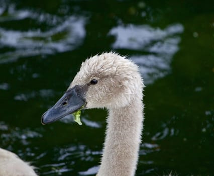 The beautiful portrait of a young mute swan is eating the algae in the lake