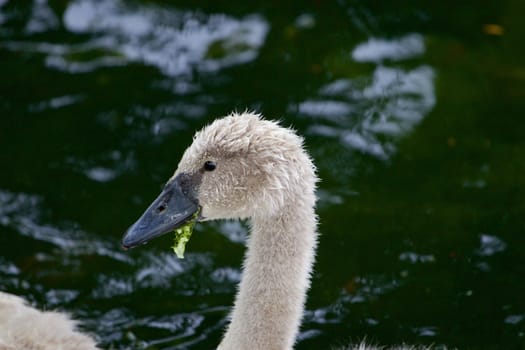 The beautiful close-up of the young mute swan