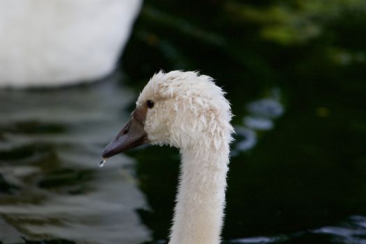 The close-up of the beautiful swan drinking the water