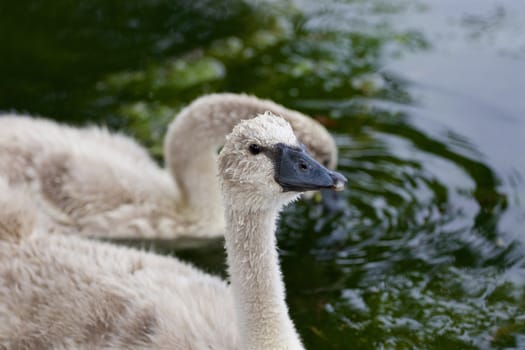 Young mute swans in the lake close-up