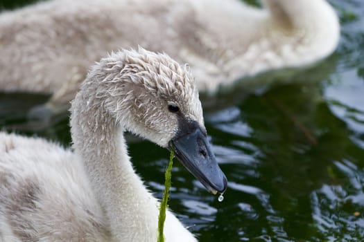 Beautiful young mute swan is eating the algae 