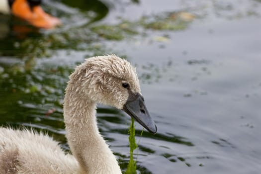 The close-up of the young mute swan