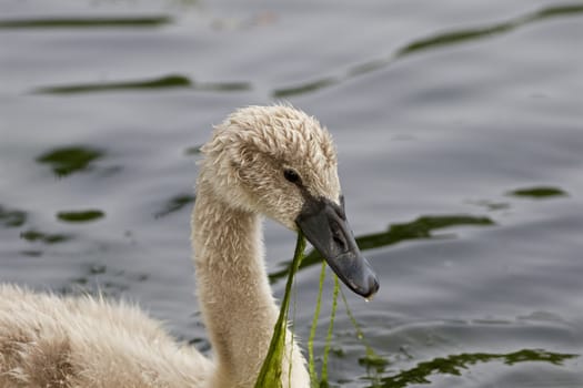 The young mute swan is eating the algae