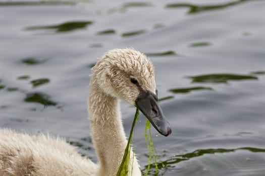 The young swan and the algae