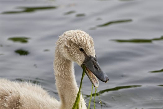 The young swan is screaming with the algae in his bick