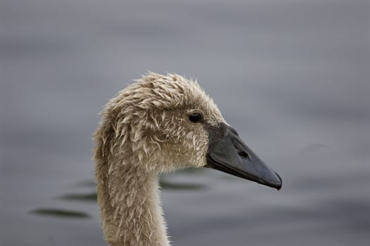 The portrait of the calm young mute swan