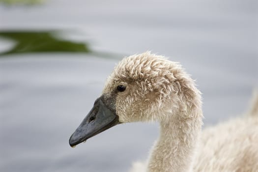 Very beautiful portrait of the young mute swan