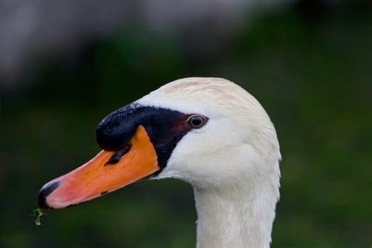 The portrait of the thoughtful mute swan