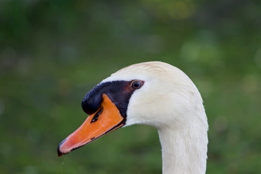 The close-up of the thoughtful mute swan