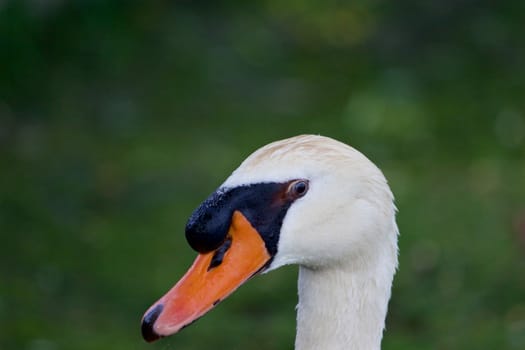 The funny mute swan's head