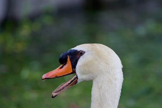 Pure amazement of the mute swan