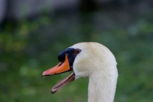 The astonishment of the swan