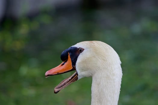 The mute swan is very surprised