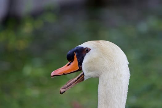 The surprise of the mute swan