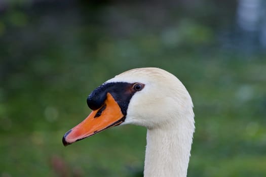 The close-up of the serious mute swan