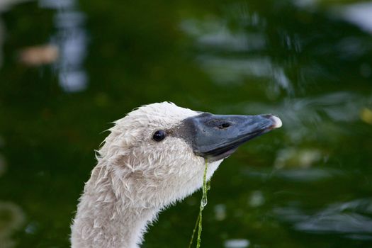 The cute young mute swan is eating the algae