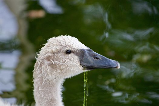 The portrait of the cute young mute swan 