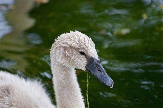 The close-up of the mute swan in the lake