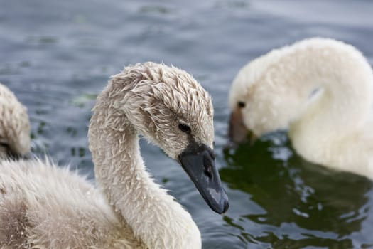 The young mute swans in the lake