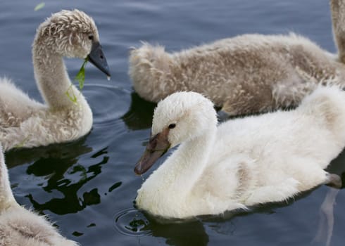 Young mute swans are swimming in the lake