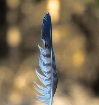 Striped white and grey feather with natural golden background