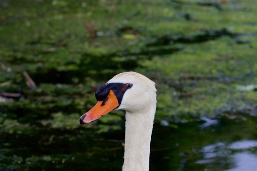 The close-up of the mute swan