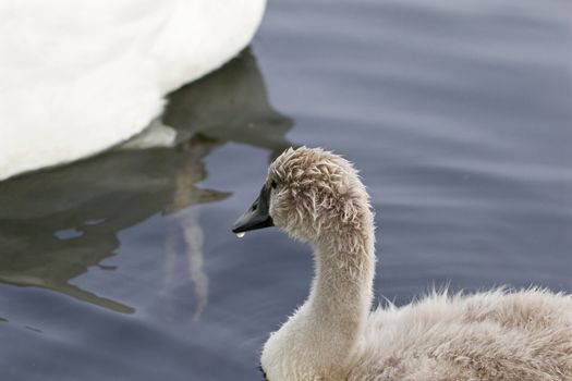 The young mute swan is looking at his parents