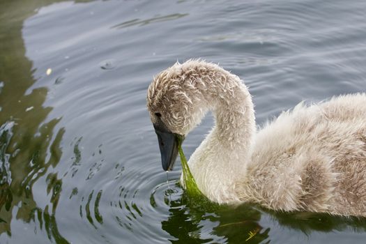 The young swan is eating the algae in the lake