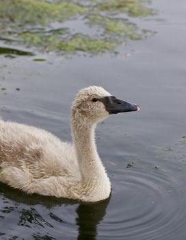 The young swan is swimming in the lake